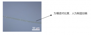 蓝宝石基单晶单层MoS2高质量二维薄膜材料（单晶/多晶可选）